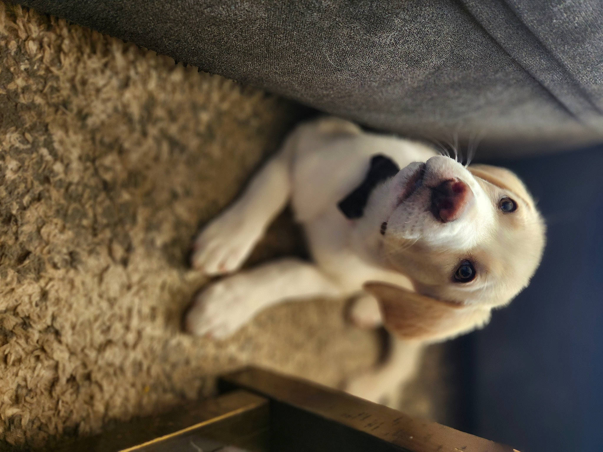 Quincy is registered to the contest to win money with this photo: carnivore, companion_dog, dog, dog_breed, fawn, fur, non_sporting_group, puppy, terrestrial_animal, whiskers, wood, working_animal