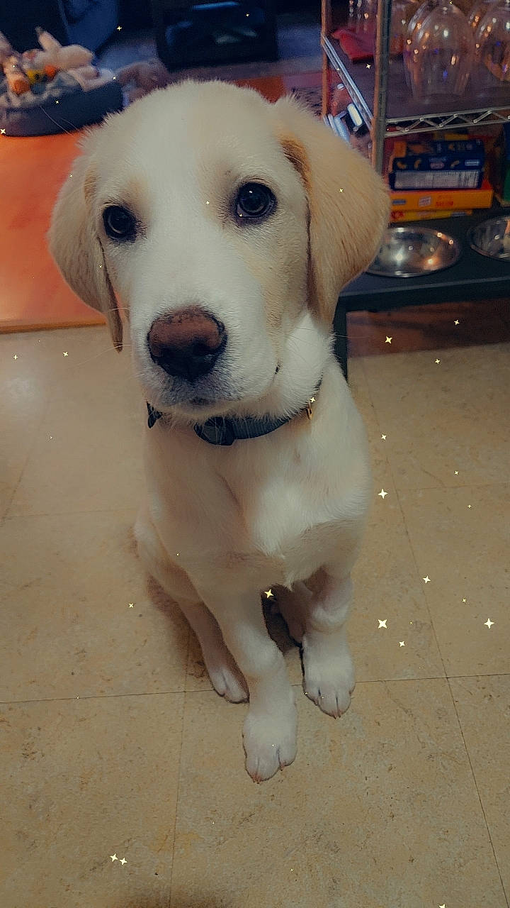 Quincy is registered to the contest to win money with this photo: canidae, carnivore, collar, companion_dog, dog, dog_breed, dog_collar, fawn, flooring, fur, labrador_retriever, pet_supply, snout, sporting_group, tire, vehicle_registration_plate, wheel, whiskers, working_animal, working_dog