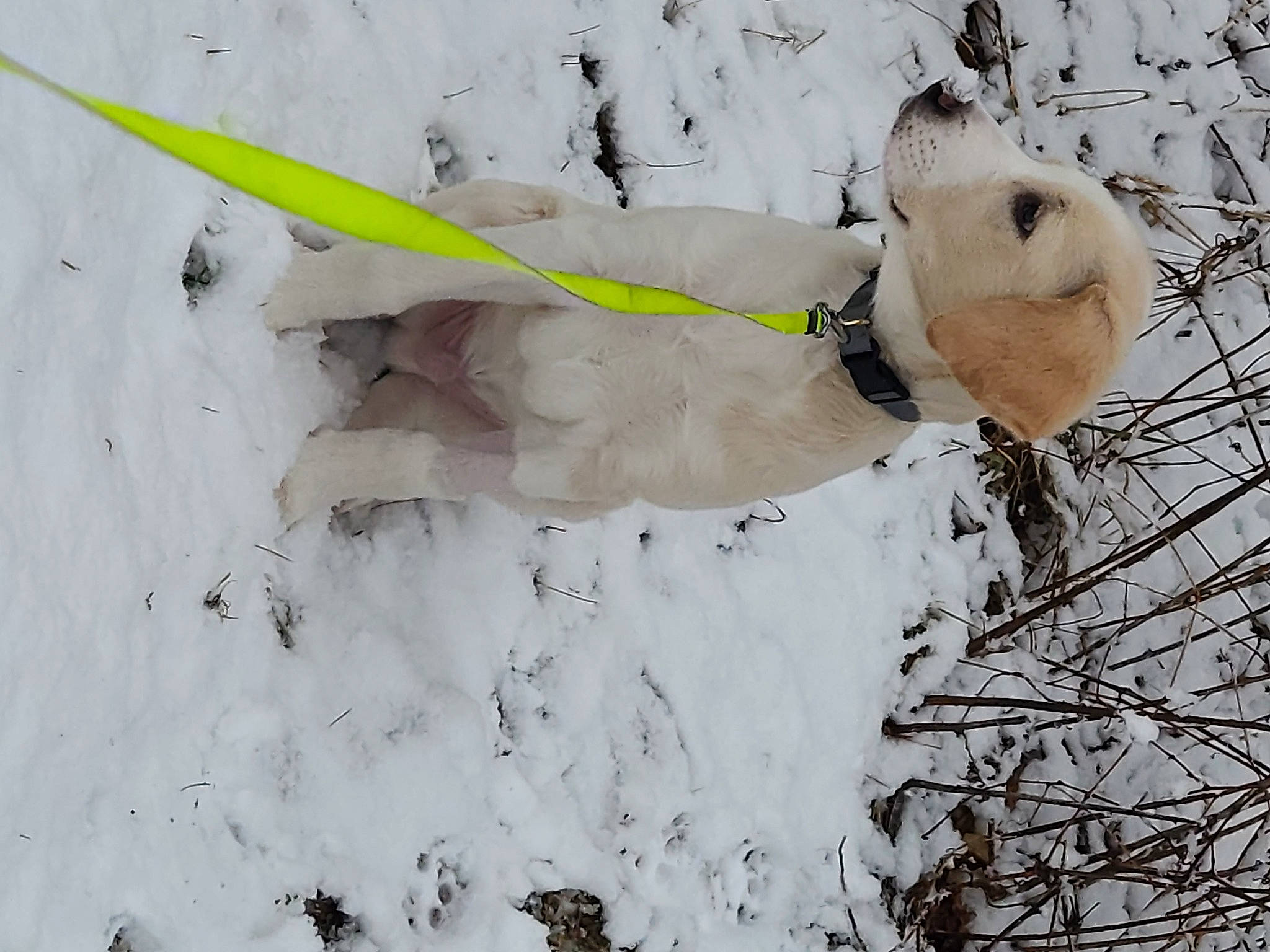 Quincy joined the competition — help win amazing prizes! canidae, collar, dog, dog_breed, event, freezing, frost, plant, playing_in_the_snow, precipitation, slope, snow, snowman, sporting_group, tree, twig, winter, working_animal