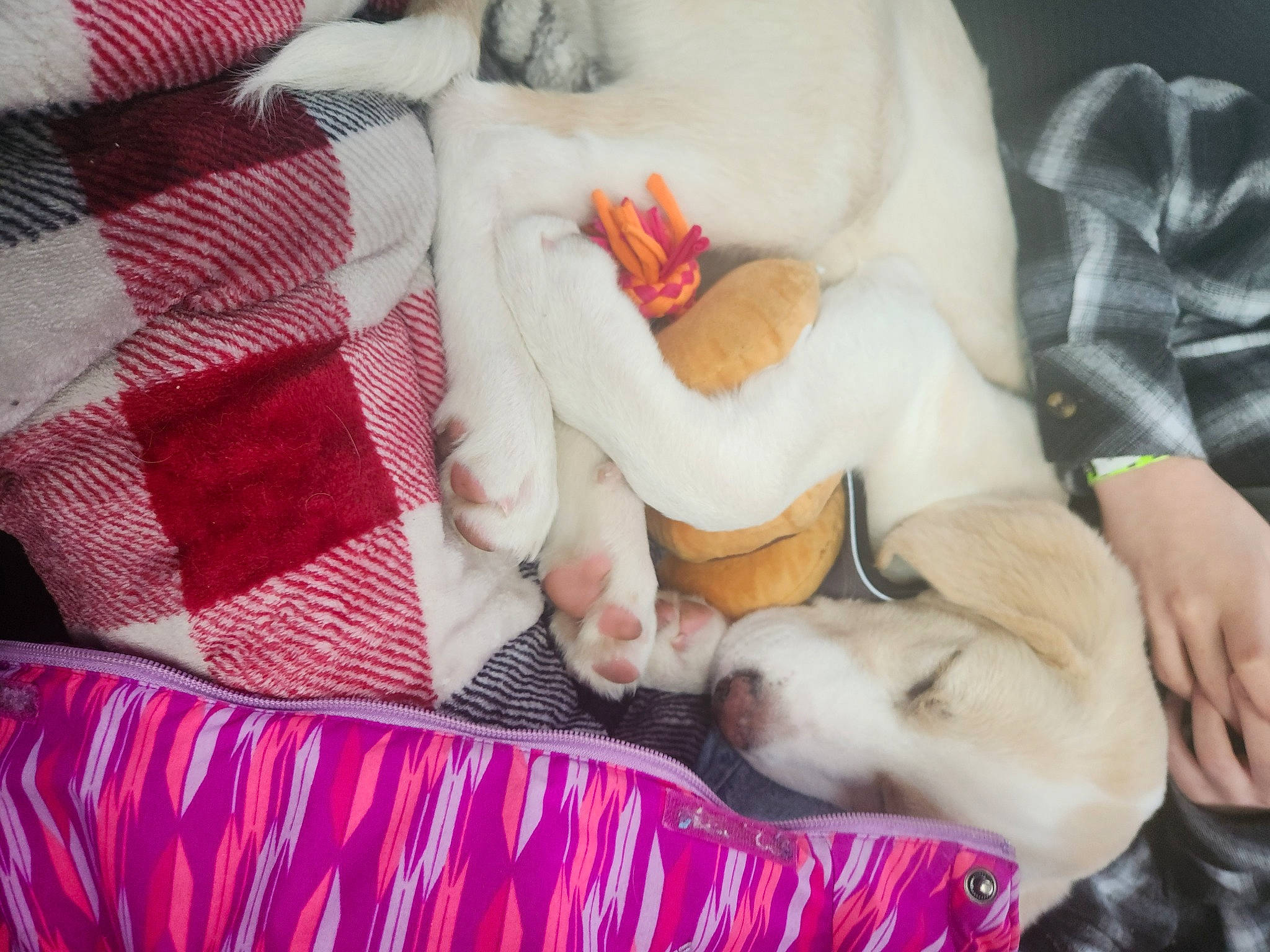 Quincy is registered to the contest to win money with this photo: bed_sheet, bedding, canidae, carnivore, child, comfort, companion_dog, dog, dog_breed, fawn, felidae, fur, linens, magenta, nap, pattern, pink, small_to_medium_sized_cats, stuffed_toy, textile