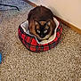 Sebastian joined the competition — help win amazing prizes! cat, siamese_cat, pet_bed, plaid, carpet, indoor, cozy, feline, animal, blue_eyes, curious, resting, domestic_cat, fur, whiskers, ears, floor, home, cute, relaxed