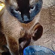 Sebastian joined the competition — help win amazing prizes! cat, siamese, blue_eyes, glass, cup, feline, pet, fur, whiskers, claw, indoor, closeup, texture, brown, black, animal, curious, sitting, portrait, household