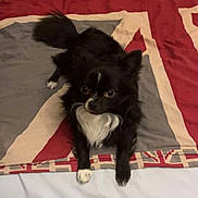 Oreo participe au concours pour gagner de l'argent avec cette photo : animal, bed, black_dog, blanket, curious, cute, dog, ears_up, floor, fur, indoor, looking_up, paw, pet, resting, small_dog, tail, union_jack, white_patch, wooden_bed_frame
