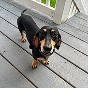 Mr.beans is registered to the contest to win money with this photo: dog, dachshund, black_and_tan, pet, outdoor, porch, wooden_floor, railing, grass, curious, small_dog, canine, looking_up, ears, tail, collar, animal, daylight, domestic_animal, companion