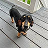 dog, dachshund, black_and_tan, pet, outdoor, porch, wooden_floor, railing, grass, curious, small_dog, canine, looking_up, ears, tail, collar, animal, daylight, domestic_animal, companion