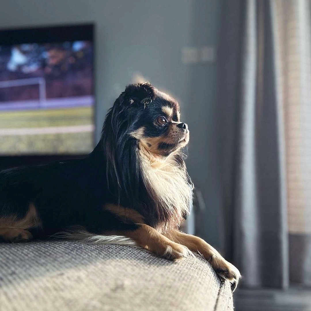 Volt participe au concours pour gagner de l'argent avec cette photo : dog, indoor, couch, pet, long_hair, black_fur, brown_fur, relaxed, side_view, looking_away, window, curtain, television, furniture, domestic, animal, soft_light, cozy, home, portrait