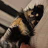 dog, pet, bed, lying_down, fur, black_and_tan, small_dog, paw, hand, indoor, cozy, relaxed, scratching, cute, animal, mammal, resting, furry, sleepy, companion