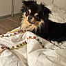 Volt participe au concours pour gagner de l'argent avec cette photo : dog, indoor, bed, blanket, embroidered, decorative, fur, pet, animal, cozy, curious, black, tan, wood_floor, home, resting, cute, portrait, comfort, relaxed