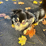 Volt a rejoint le concours — aidez-le/la à gagner de superbes lots ! dog, leash, black_fur, tan_fur, autumn, fallen_leaves, pavement, outdoor, small_dog, curious, pet, canine, fall_season, close_up, walking, nature, leaf, sunlight, daytime, cute