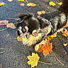 dog, leash, black_fur, tan_fur, autumn, fallen_leaves, pavement, outdoor, small_dog, curious, pet, canine, fall_season, close_up, walking, nature, leaf, sunlight, daytime, cute