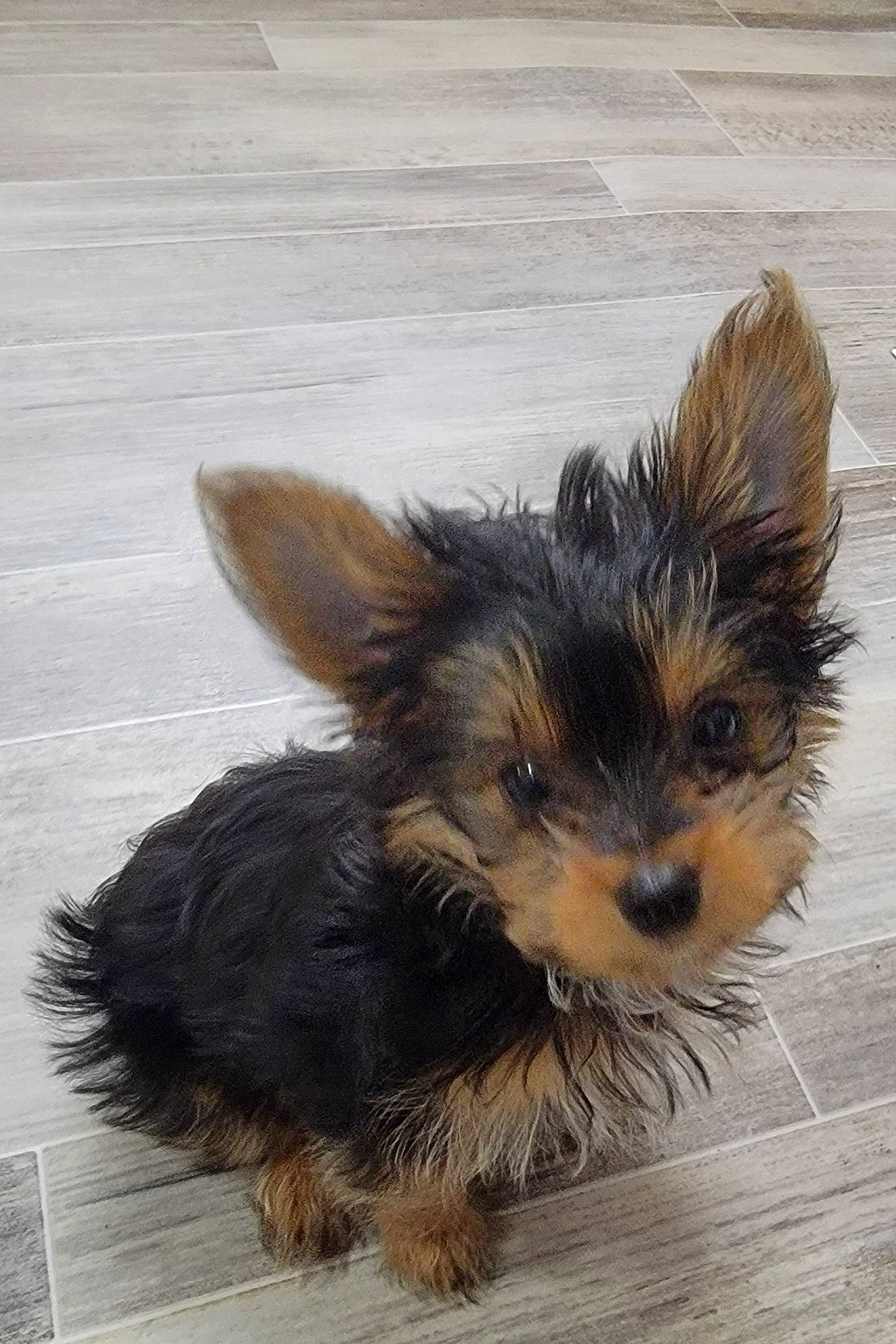 Remington is registered to the contest to win money with this photo: biewer_terrier, canidae, carnivore, companion_dog, dog, dog_breed, flooring, fur, liver, paw, puppy, small_terrier, snout, sporting_group, tail, terrestrial_animal, toy_dog, whiskers, working_animal, yorkipoo