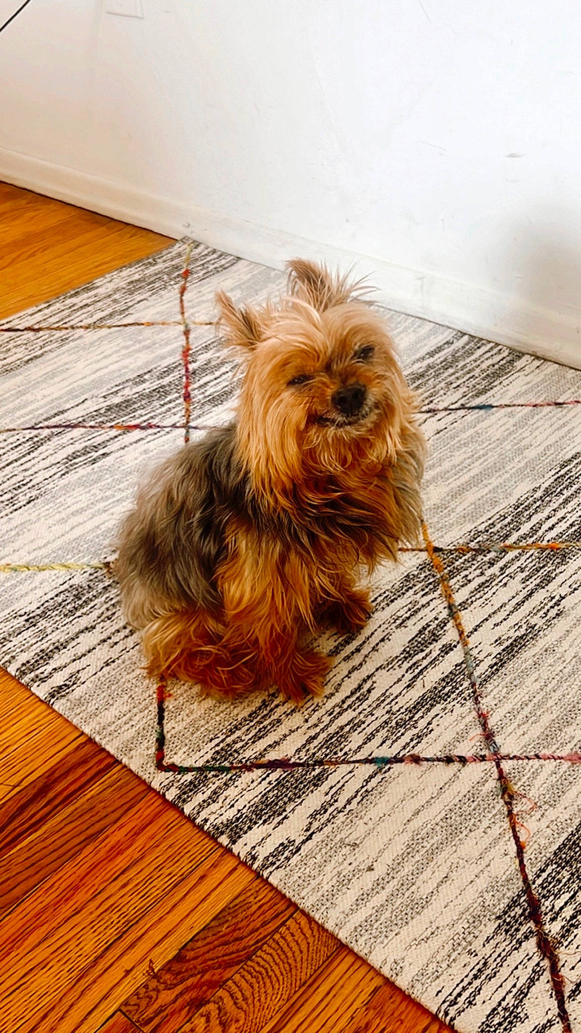 Gucci is registered to the contest to win money with this photo: carnivore, companion_dog, dog, dog_breed, fawn, floor, flooring, hardwood, laminate_flooring, liver, plank, small_terrier, snout, sporting_group, toy_dog, water_dog, wood, wood_flooring, wood_stain, working_animal