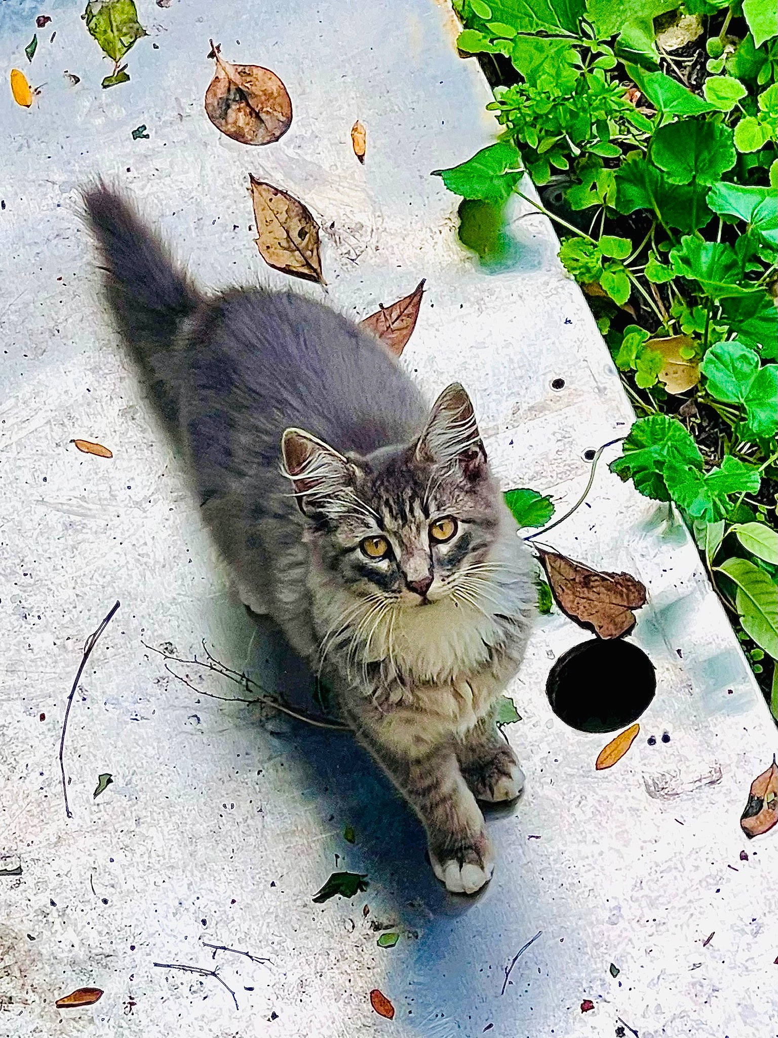 Michi is registered to the contest to win money with this photo: asphalt, carnivore, cat, domestic_short_haired_cat, felidae, fur, grass, groundcover, organism, paw, plant, road_surface, shadow, small_to_medium_sized_cats, snout, soil, tail, terrestrial_animal, tree, whiskers