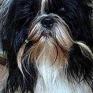 U Too participe au concours pour gagner de l'argent avec cette photo : dog, fluffy, black_and_white, hair_ties, long_hair, pet, cute, indoors, animal, portrait, adorable, small_dog, groomed, fur, face, whiskers, canine, furry, domestic_animal, companion