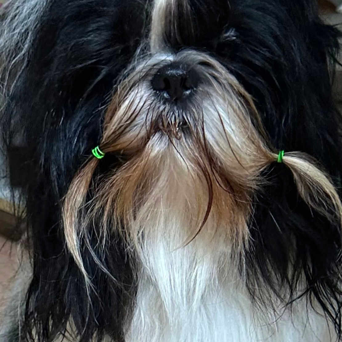 U Too participe au concours pour gagner de l'argent avec cette photo : adorable, animal, black_and_white, canine, companion, cute, dog, domestic_animal, face, fluffy, fur, furry, groomed, hair_ties, indoors, long_hair, pet, portrait, small_dog, whiskers