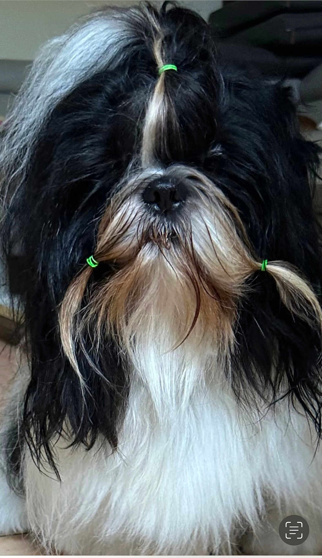 U Too participe au concours pour gagner de l'argent avec cette photo : dog, fluffy, black_and_white, hair_ties, long_hair, pet, cute, indoors, animal, portrait, adorable, small_dog, groomed, fur, face, whiskers, canine, furry, domestic_animal, companion