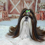 Ofenbach participe au concours pour gagner de l'argent avec cette photo : dog, shih_tzu, long_hair, bow, groomed, pet, indoor, fluffy_rug, brown, white, black, face, portrait, cute, animal, fur, small_dog, decor, background, resting