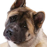 Ashlee is registered to the contest to win money with this photo: dog, animal, portrait, close_up, fur, ears, face, pet, canine, mammal, looking, expression, studio, white_background, cute, fluffy, domestic_animal, head, snout, friendly