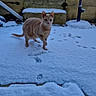 cat, snow, paw_prints, outdoor, steps, lamp_post, curious, animal, winter, footprints, feline, pet, nature, cold, walking, garden, daylight, concrete, background, playful