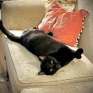 Chicken joined the competition — help win amazing prizes! black_cat, cat, pet, animal, feline, couch, sofa, pillow, love_pillow, blanket, relaxed, indoor, home, cozy, furniture, wood_floor, green_eyes, stretching, looking_up, domestic_cat