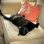 black_cat, cat, pet, animal, feline, couch, sofa, pillow, love_pillow, blanket, relaxed, indoor, home, cozy, furniture, wood_floor, green_eyes, stretching, looking_up, domestic_cat