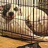 Panda is registered to the contest to win money with this photo: puppy, dog, white_dog, sleeping, lying_down, playpen, cage, bars, indoor, home, floor, wooden_floor, blanket, slipper, black_slipper, pet, collar, resting, cute, animal