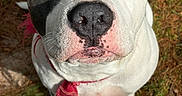 Panda joined the competition — help win amazing prizes! dog, puppy, close_up, portrait, white_fur, gray_fur, floppy_ears, brown_eyes, black_nose, pink_nose, red_collar, leash, outdoor, grass, ground, standing, animal, pet, facial_expression, photography
