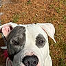 Panda joined the competition — help win amazing prizes! dog, pit_bull, pet, animal, portrait, close_up, face, nose, eyes, ears, floppy_ears, black_and_white, spotted, short_hair, collar, outdoor, grass, pine_needles, looking_at_camera, cute