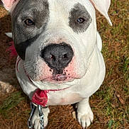 Panda is registered to the contest to win money with this photo: dog, canine, pet, animal, close_up, portrait, white_fur, gray_patch, floppy_ears, brown_eyes, nose, collar, leash, outdoor, grass, pine_needles, ground, sitting, looking_at_camera, companion_animal