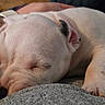 Indigo is registered to the contest to win money with this photo: puppy, dog, sleeping, nap, pet, animal, white_fur, short_hair, closed_eyes, paws, snout, collar, person, lap, blanket, couch, indoors, cozy, relaxed, portrait