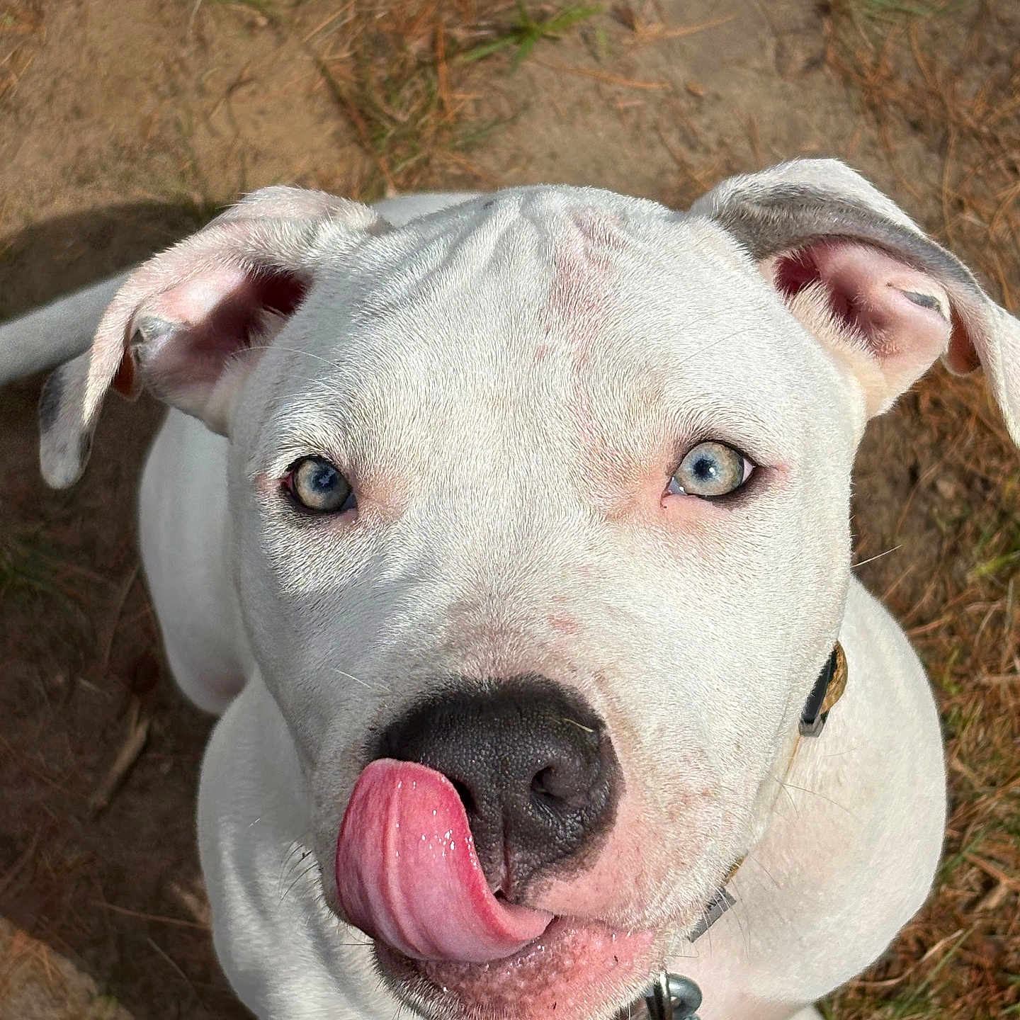 Indigo