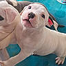 Indigo is registered to the contest to win money with this photo: puppy, dog, dogs, litter, white_dog, gray_dog, animal, pet, playpen, turquoise_background, puppy_face, floppy_ears, pink_nose, sitting, lying_down, cute, adorable, indoor, toy_bowl, portrait