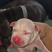 Indigo joined the competition — help win amazing prizes! puppy, newborn, dog, sleeping, small, animal, pet, held, human_hand, pink_nose, floppy_ears, paws, short_fur, cozy, indoor, window, couch, blanket, portrait, cute