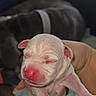 puppy, newborn, dog, sleeping, small, animal, pet, held, human_hand, pink_nose, floppy_ears, paws, short_fur, cozy, indoor, window, couch, blanket, portrait, cute