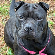 Lunar Eclipse is registered to the contest to win money with this photo: dog, black_dog, pet, animal, canine, portrait, close_up, sitting, outdoor, grass, dry_grass, lawn, pink_collar, collar, leash, black_fur, short_hair, facial_expression, looking_at_camera, companion_animal