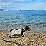 Marcel participe au concours pour gagner de l'argent avec cette photo : dog, puppy, dachshund, beach, rocks, sea, water, sky, clouds, boats, harness, leash, outdoor, nature, summer, sunny, animal, pet, walking, travel