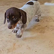 Marcel participe au concours pour gagner de l'argent avec cette photo : puppy, dog, brown, white, spotted, floor, indoor, pet, animal, young, tail, walking, canine, cute, small, fur, ears, playful, motion, adorable