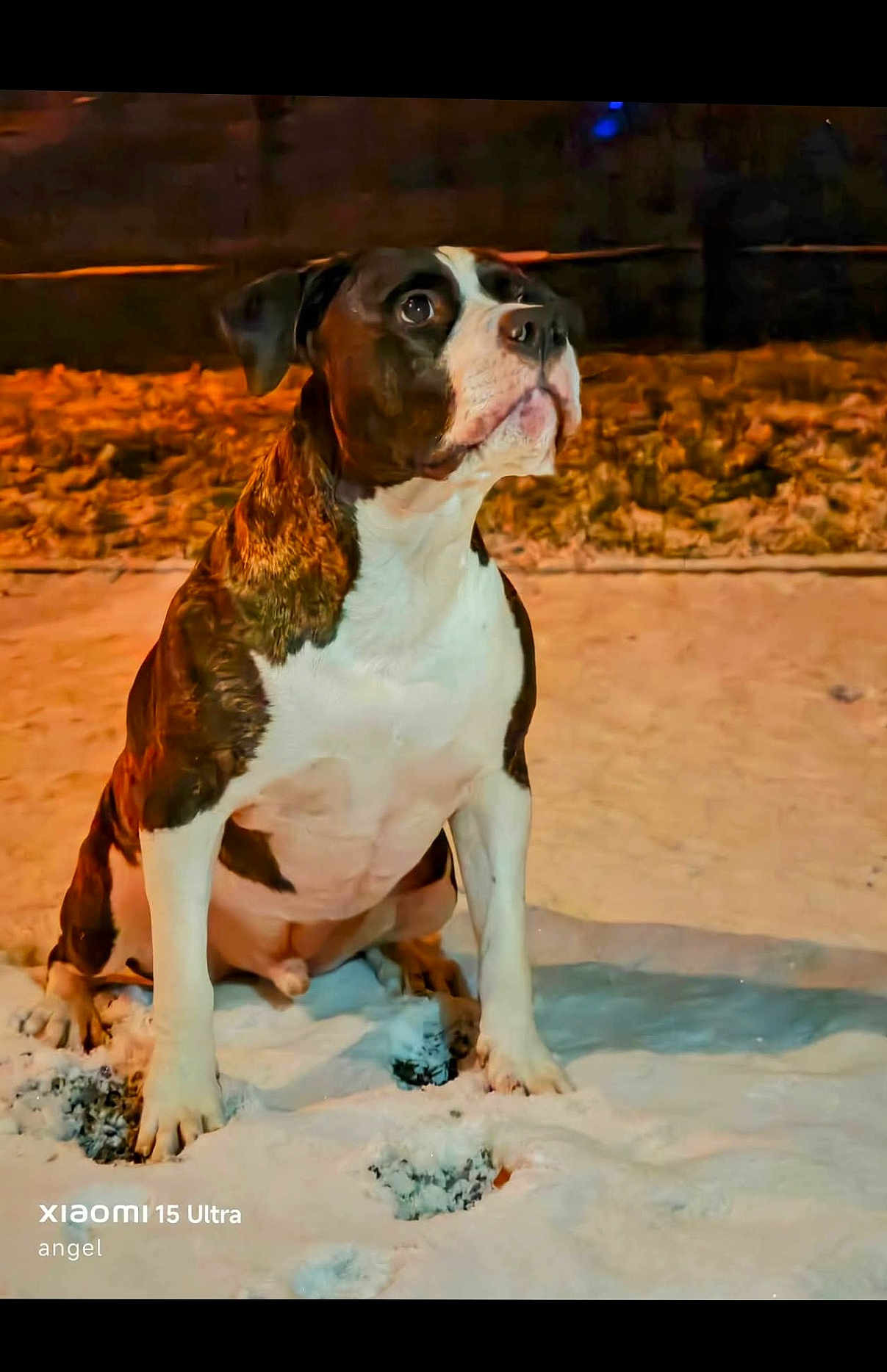 Remi Belery participe au concours pour gagner de l'argent avec cette photo : dog, snow, night, street_light, animal, pet, brown_and_white, sitting, alert, outdoor, cold, paw_prints, fur, canine, winter, watchful, ground, portrait, animal_pose, urban