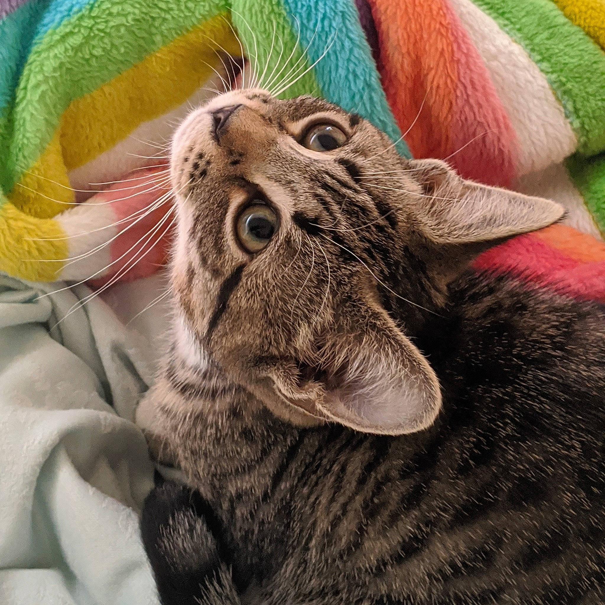 Minny May joined the competition — help win amazing prizes! american_shorthair, asian, carnivore, cat, close_up, domestic_short_haired_cat, dragon_li, ear, european_shorthair, eye, felidae, fur, kitten, ocicat, pixie_bob, rabbit, small_to_medium_sized_cats, snout, tabby_cat, whiskers