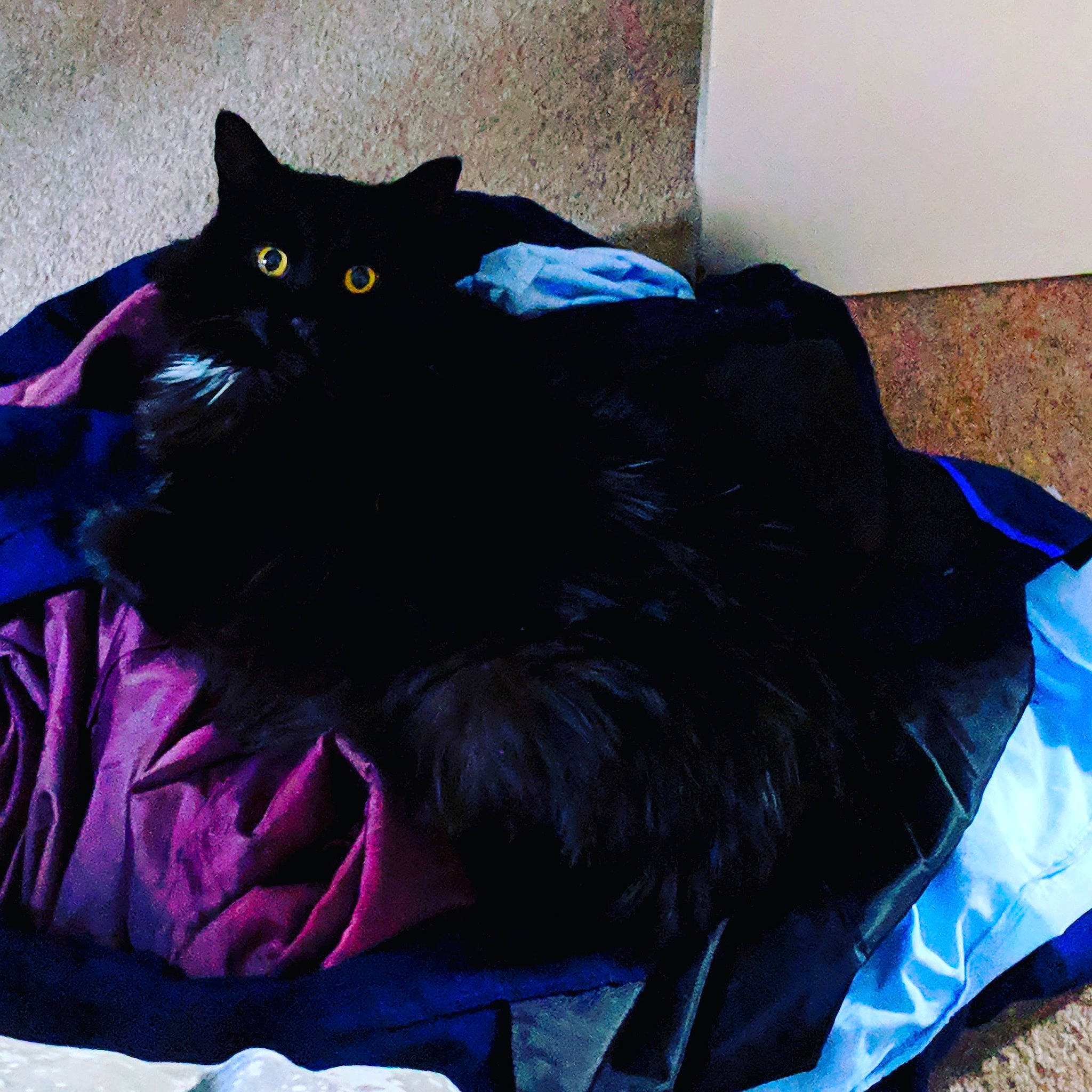 Mr. Whiskers is registered to the contest to win money with this photo: bed, black, black_cat, bombay, carnivore, cat, domestic_long_haired_cat, felidae, fur, linens, nap, small_to_medium_sized_cats, tail, textile, whiskers
