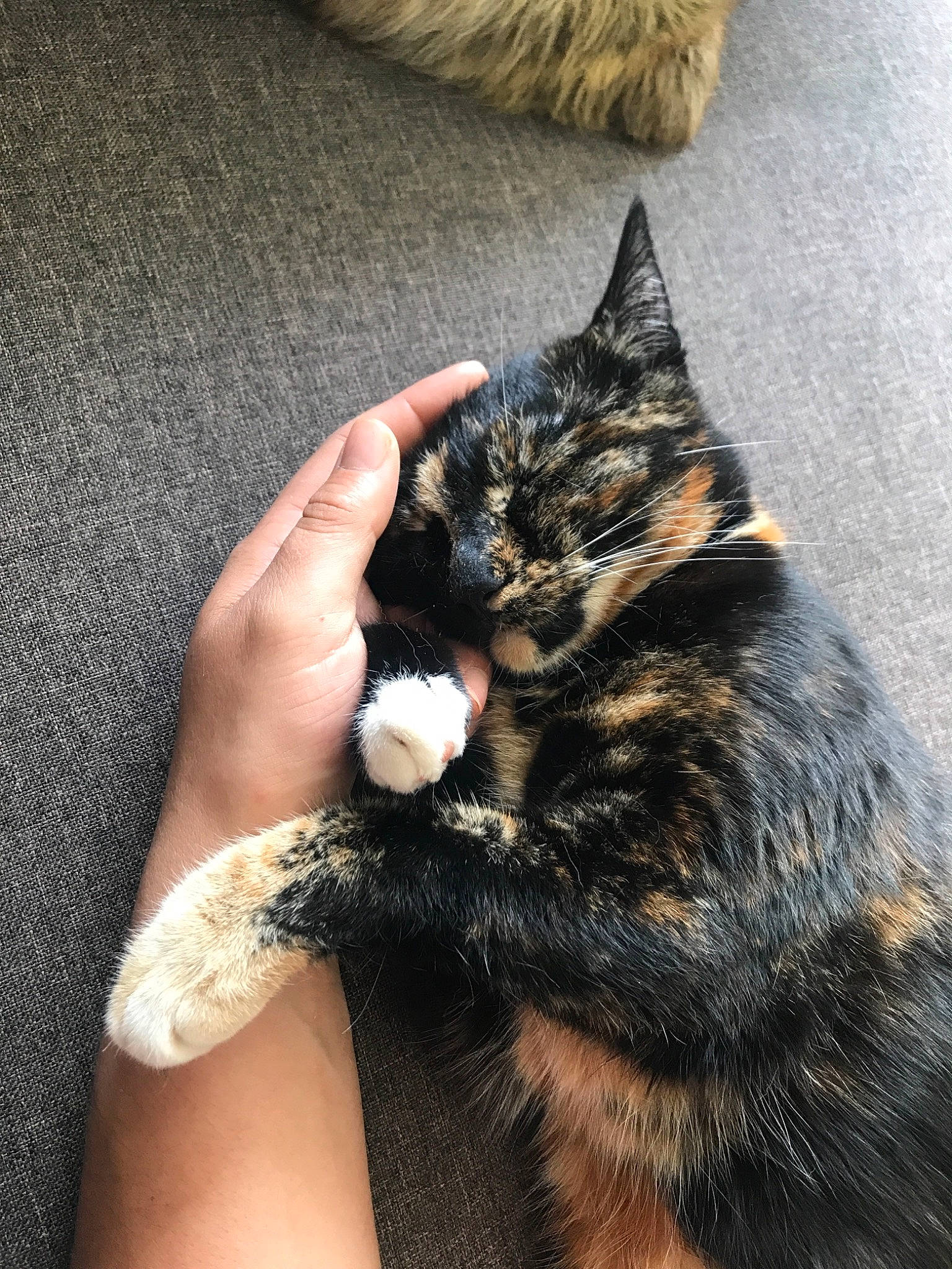 Ali is registered to the contest to win money with this photo: asian, carnivore, cat, claw, domestic_short_haired_cat, dragon_li, ear, european_shorthair, eye, felidae, fur, hand, kitten, leg, paw, polydactyl_cat, skin, small_to_medium_sized_cats, tabby_cat, whiskers