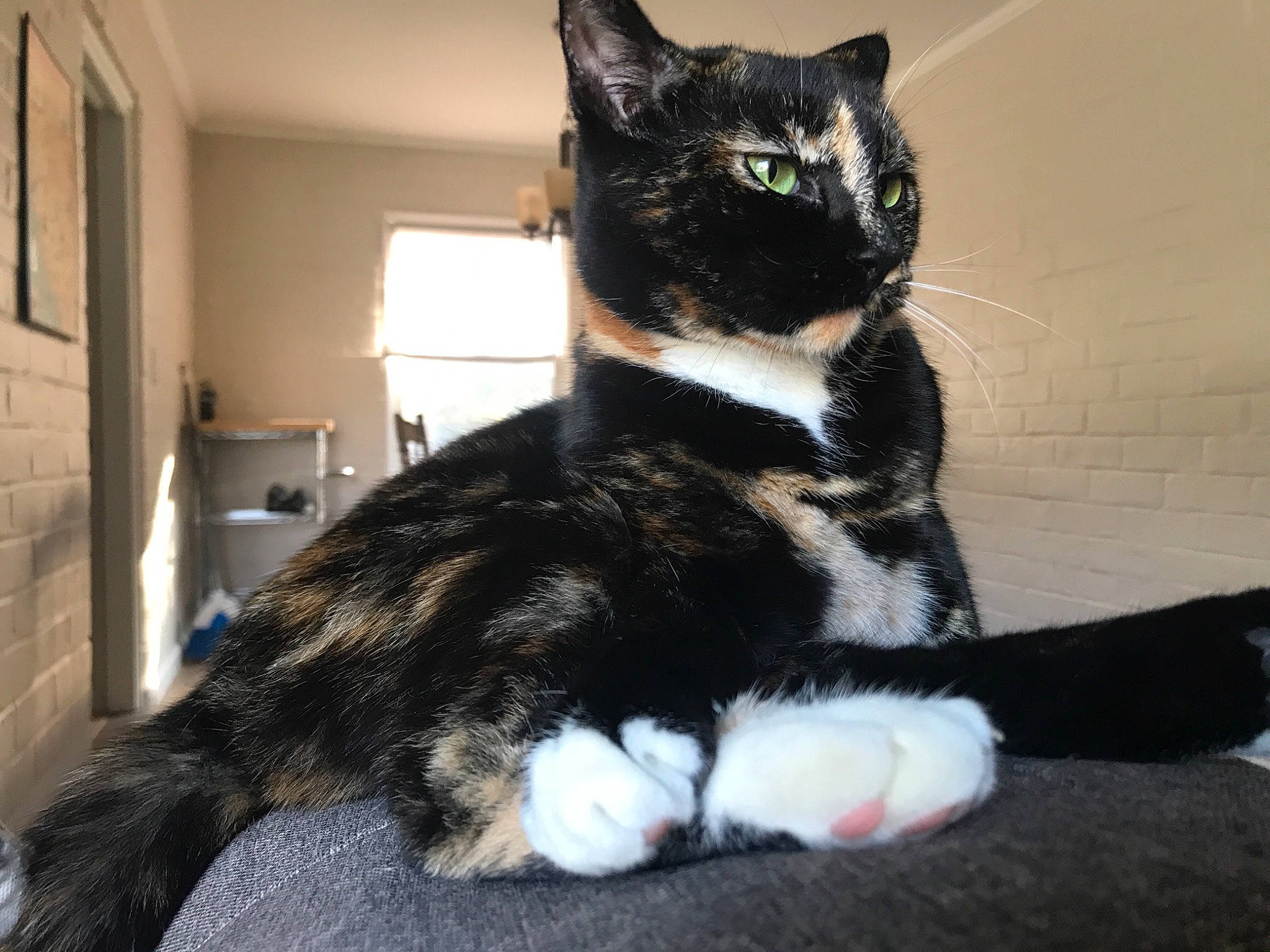 Ali is registered to the contest to win money with this photo: american_wirehair, black_and_white, black_cat, carnivore, cat, claw, domestic_short_haired_cat, ear, european_shorthair, eye, felidae, fur, german_rex, kitten, mammal, paw, polydactyl_cat, small_to_medium_sized_cats, tail, whiskers