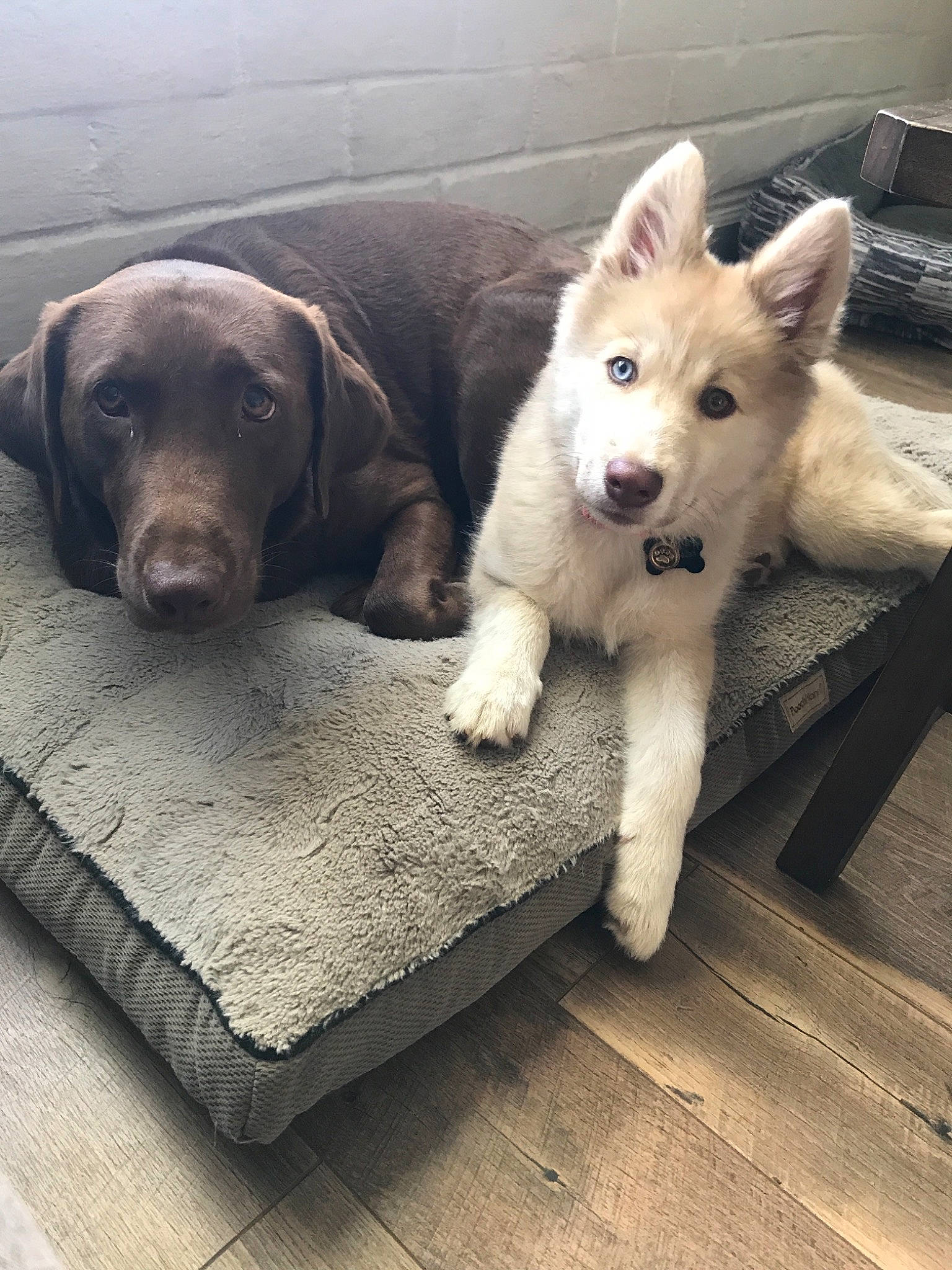 Meeko joined the competition — help win amazing prizes! canidae, carnivore, companion_dog, dog, dog_breed, fawn, labrador_husky, mammal, nose, puppy, siberian_husky, snout, sporting_group, street_dog, vertebrate, whiskers