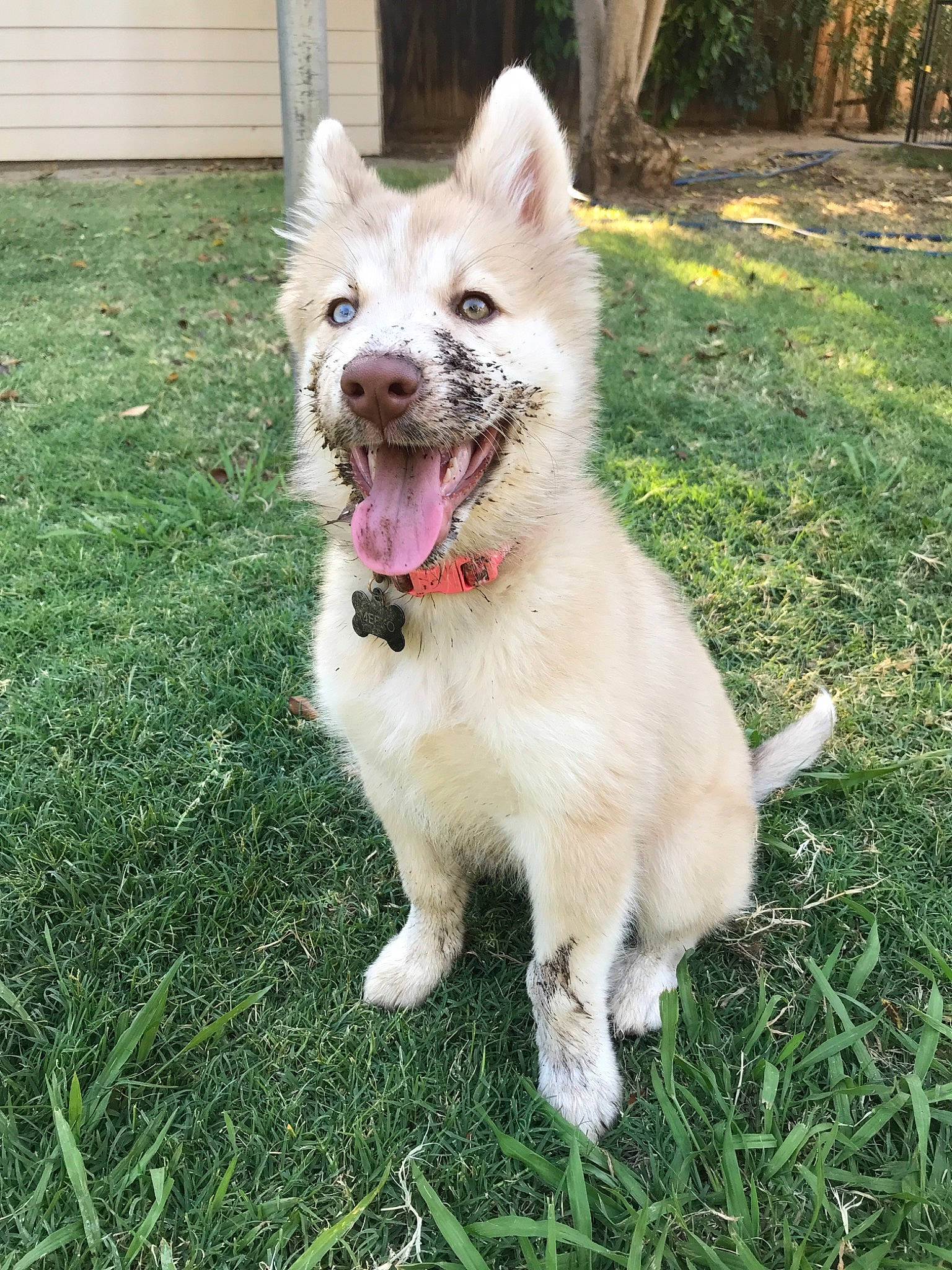 Meeko joined the competition — help win amazing prizes! berger_blanc_suisse, canadian_eskimo_dog, canidae, carnivore, dog, dog_breed, grass, icelandic_sheepdog, mammal, native_american_indian_dog, siberian_husky, tamaskan_dog, vertebrate