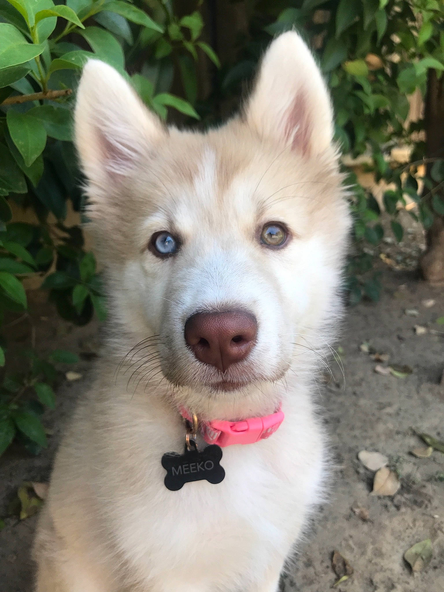 Meeko is registered to the contest to win money with this photo: canaan_dog, canadian_eskimo_dog, canidae, carnivore, dog, dog_breed, east_siberian_laika, greenland_dog, labrador_husky, mammal, native_american_indian_dog, saarloos_wolfdog, sakhalin_husky, seppala_siberian_sleddog, siberian_husky, sled_dog, snout, tamaskan_dog, vertebrate, wolfdog