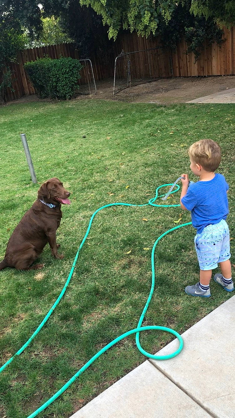 Kimura is registered to the contest to win money with this photo: backyard, canidae, carnivore, dog, dog_breed, dog_walking, grass, lawn, leash, play, sporting_group, yard