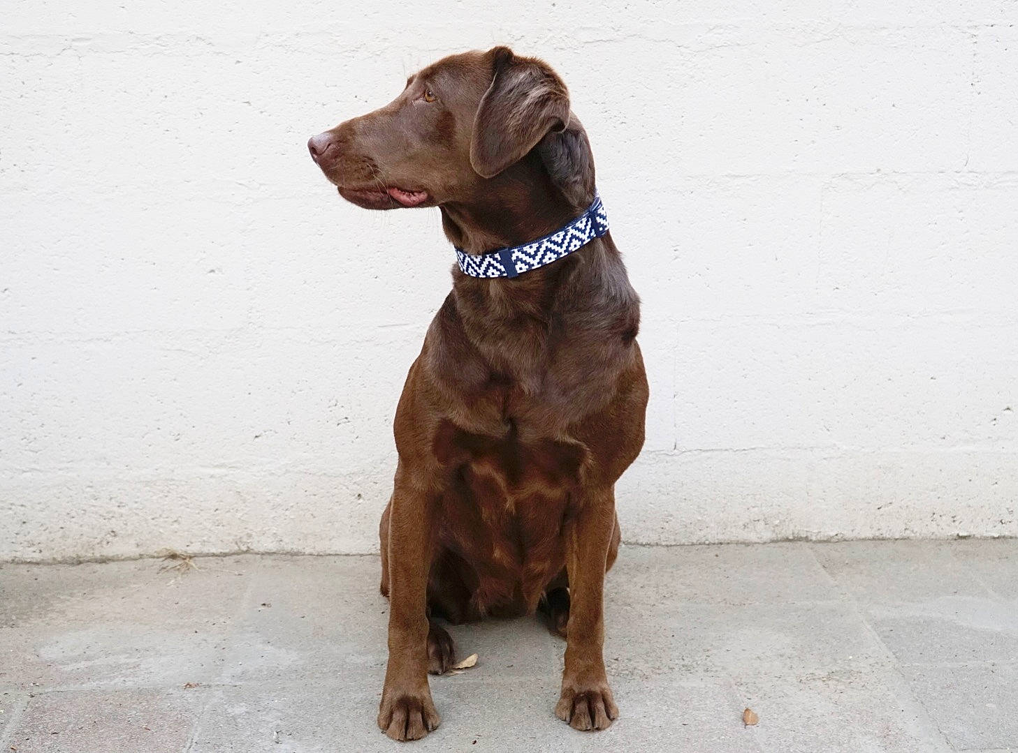 Kimura is registered to the contest to win money with this photo: brown, canidae, carnivore, dog, dog_breed, dog_collar, hunting_dog, labrador_retriever, liver, mammal, pudelpointer, rare_breed_dog, sporting_group, vertebrate, vizsla