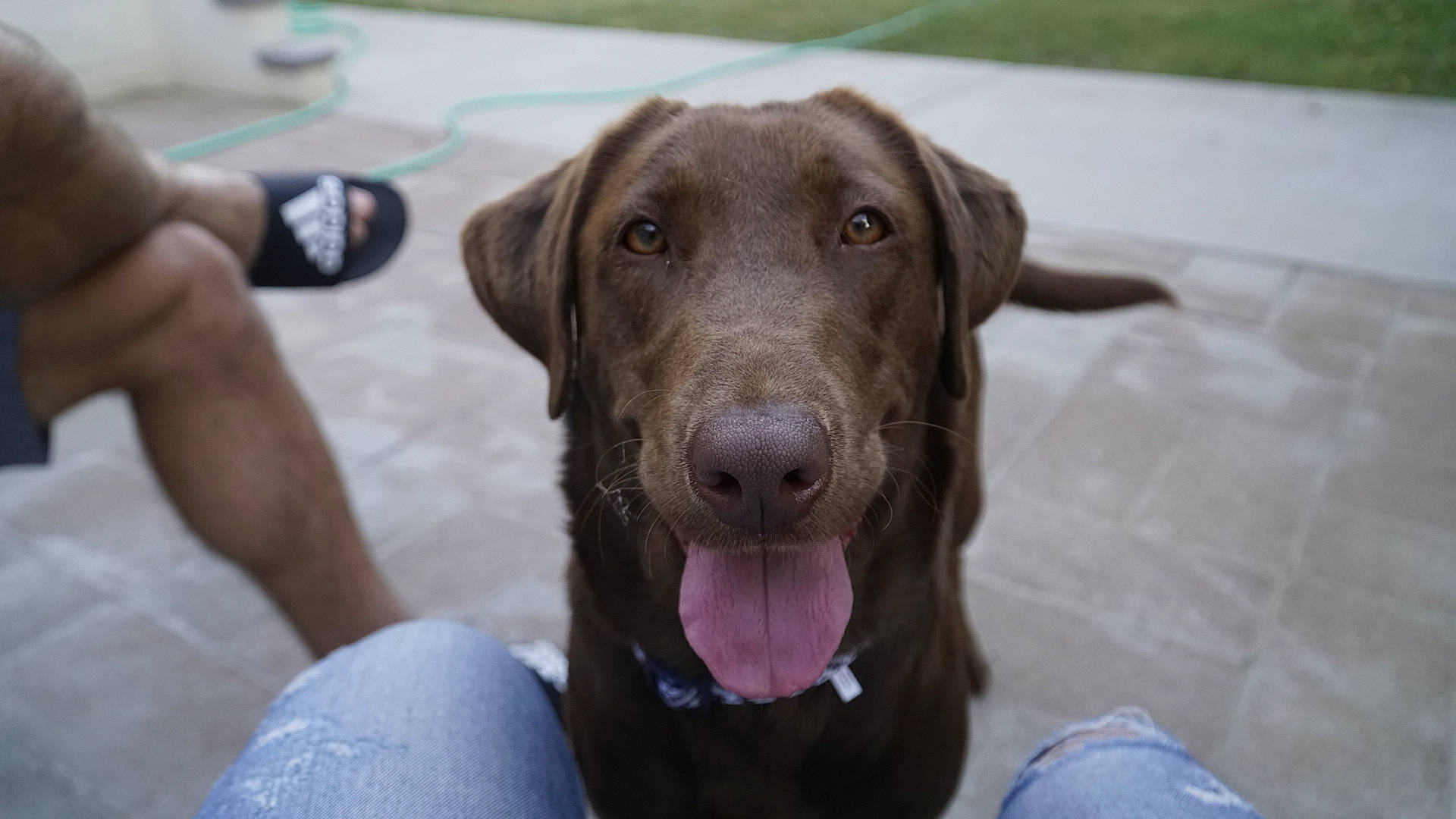 Kimura is registered to the contest to win money with this photo: beagador, blue_lacy, canidae, carnivore, chesapeake_bay_retriever, dog, dog_breed, fawn, german_shorthaired_pointer, hunting_dog, labrador_retriever, liver, mammal, pointing_breed, retriever, snout, sporting_group, vertebrate, vizsla, weimaraner