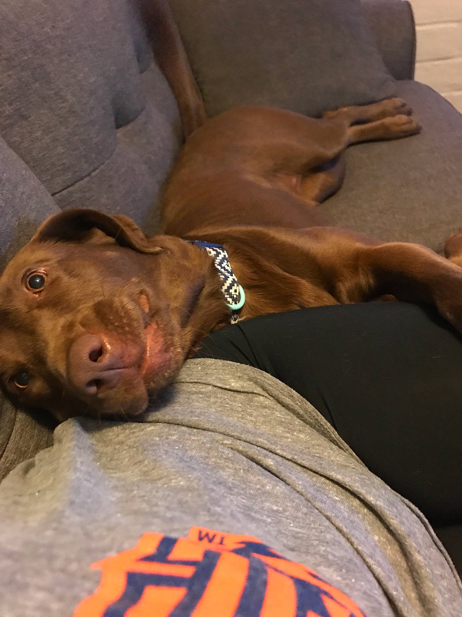 Kimura is registered to the contest to win money with this photo: canidae, carnivore, dog, dog_breed, fawn, pointer, pointing_breed, snout, sporting_group, vizsla, weimaraner