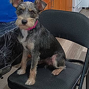 Millie is registered to the contest to win money with this photo: dog, pet, chair, indoor, kitchen, floor, fur, collar, black, brown, cute, animal, canine, furniture, wood, cabinet, tail, ears, sitting, looking